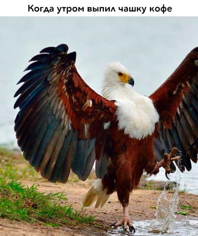 Приколы для расслабона Приколы для расслабона