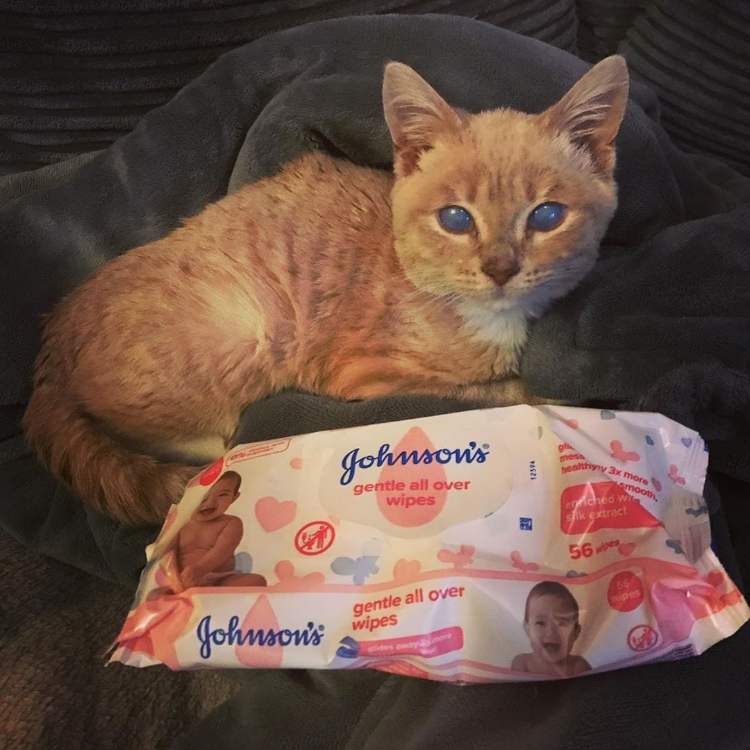 Котёнок Манчи никогда не вырастет и останется вечно молодым. Всё из-за редкой болезни, но он не унывает Котёнок Манчи никогда не вырастет и останется вечно молодым. Всё из-за редкой болезни, но он не унывает