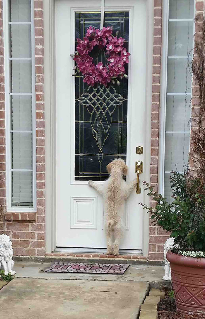 собака стоит на задних лапах возле дверей