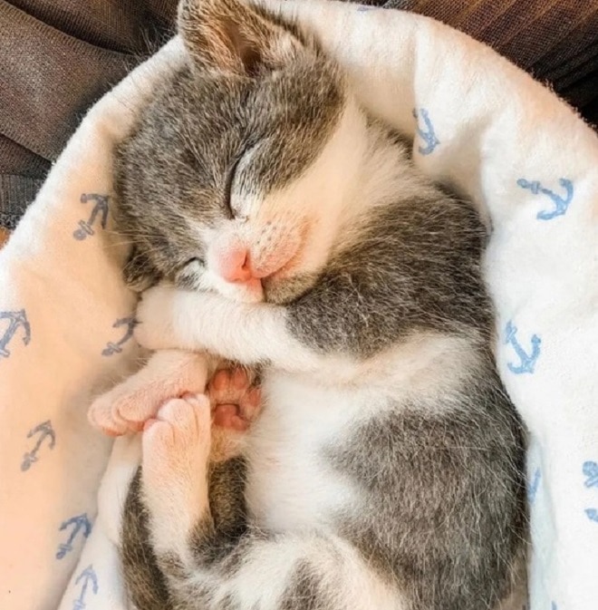 Котенок спит