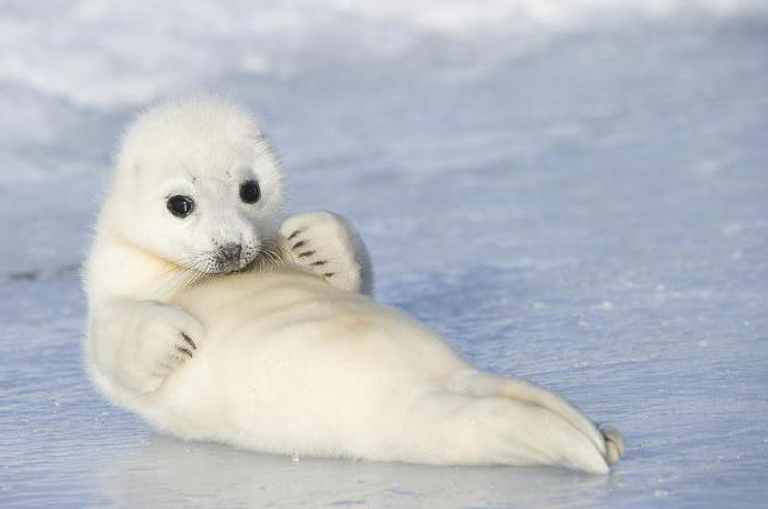 Каспийский тюлень: описание животного