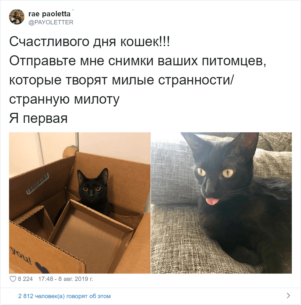 Владельцы котов поделились фото своих питомцев, для которых странность — вторая натура животные,коты,юмор и курьезы