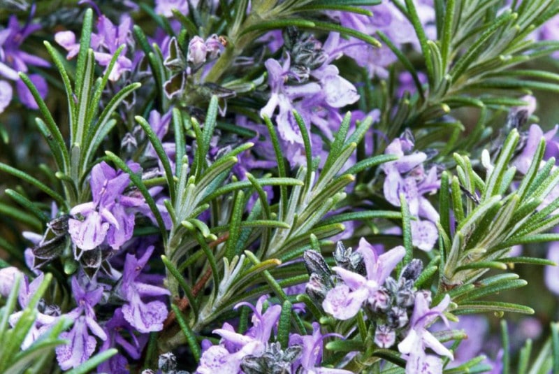 Rosmarinus officinalis Rosmarinus officinalis