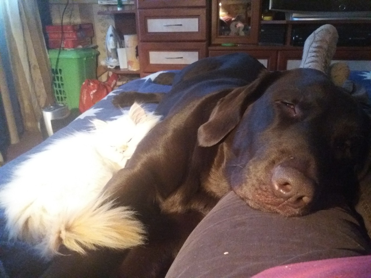 Тощий дрожащий котенок выскочил из темноты прямо в лапы собак! Хозяйка питомцев не могла бросить малыша Тощий дрожащий котенок выскочил из темноты прямо в лапы собак! Хозяйка питомцев не могла бросить малыша истории из жизни