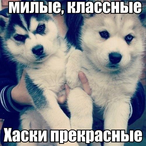 Прикольные и забавные картинки с надписями для улыбки и позитива Прикольные и забавные картинки с надписями для улыбки и позитива