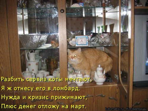 Лучшая котоматрица недели прикольные картинки