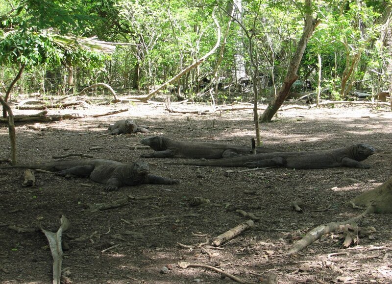 Драконы острова Комодо животные