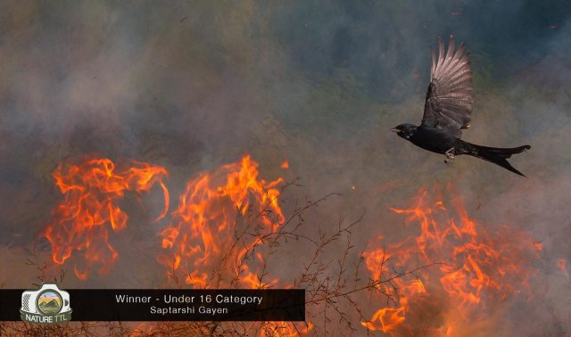 Победители конкурса на лучшую фотографию природы Nature TTL Photographer of the Year 2020 конкурсы,фотографии