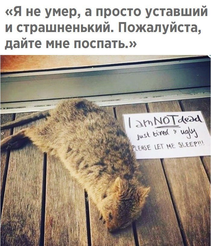 Смешные картинки от усталости с надписями