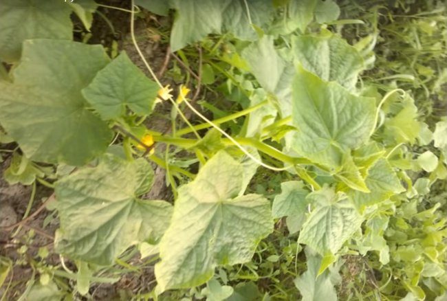 Бюджетная теплица из труб ПВХ бюджетная теплица