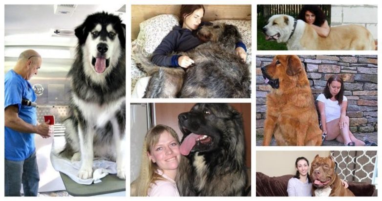 Огромные пёсики