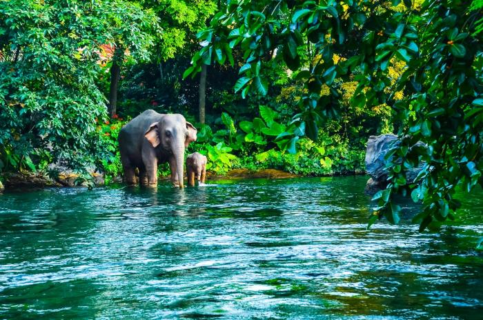 Национальный парк Хао Сок - отличное место для отдыха в Пхукете можно, стоит, парке, которые, будет, отдых, интересных, слонах, каноэ, озере, острове, являются, отлично, только, заняться, является, очень, заказать, очередь, чтобы