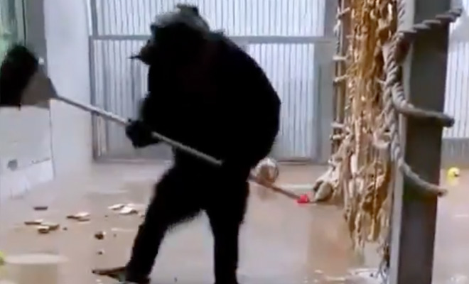 Обезьяна в зоопарке прибралась в своей клетке с помощью забытой уборщиком швабры. Видео зоопарка, швабру, вольере, шимпанзе, работу, Уборщик, потом, процесса, вольераВидео, окнам, перешла, замеченоСначала, мытья, начала, сразу, еще не, ранее, уборкиЛюди, шимпанзеРаботники, оценили