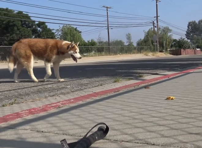 Собака стоит