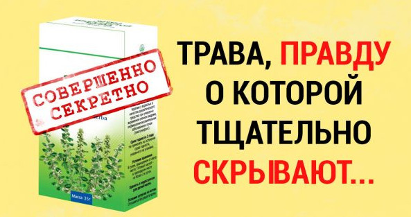 Чудо-трава, или хирург без скальпеля. Снимает воспаления, заживляет раны, растворяет камни в почках, и не только…