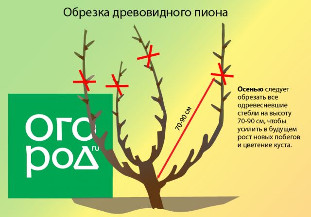 Секреты посадки и выращивания древовидного пиона цветы