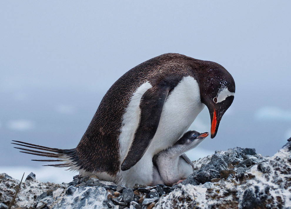 Удивительные фото птиц с конкурса Audubon Photography Awards 2017