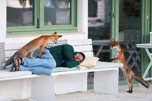 Эмоциональные животные Эмоциональные животные