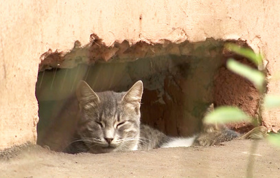 В Москве спасли замурованных в подвале котов