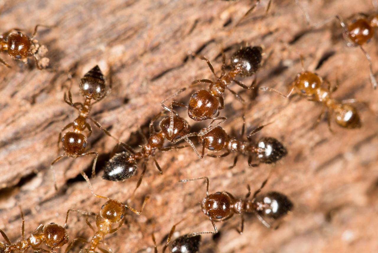 Животные против эпидемий. Как муравьи борются с грибками, а воробьи — с малярией других, насекомых, только, смолы, делают, учёные, паразитов, травы, своих, животных, которых, любопытно, используют, растение, личинок, котовник, чтото, начинает, дикой, растения
