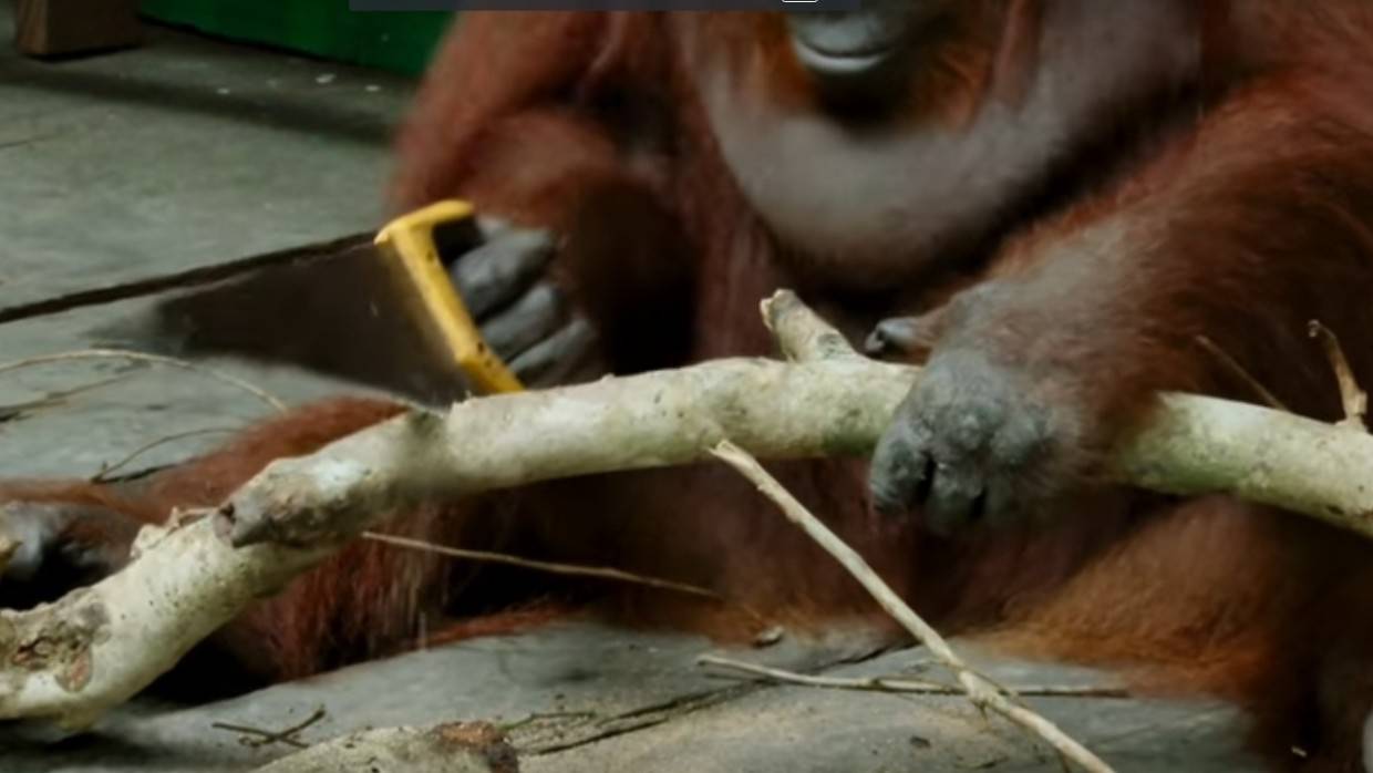 Ученые из университета в Тюбингене выявили способность орангутанов создавать орудия труда Наука