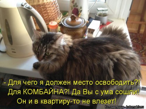 Лучшая котоматрица недели прикольные картинки