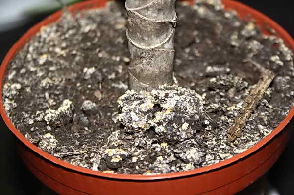 Убираем плесень с комнатных растений