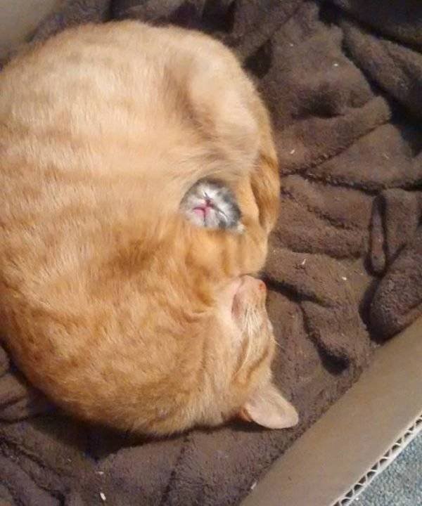 Все проблемы решаемы: родительская версия веселые картинки