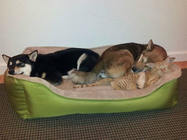 living-with-multiple-pets-302-59ba7d09cefe7__605