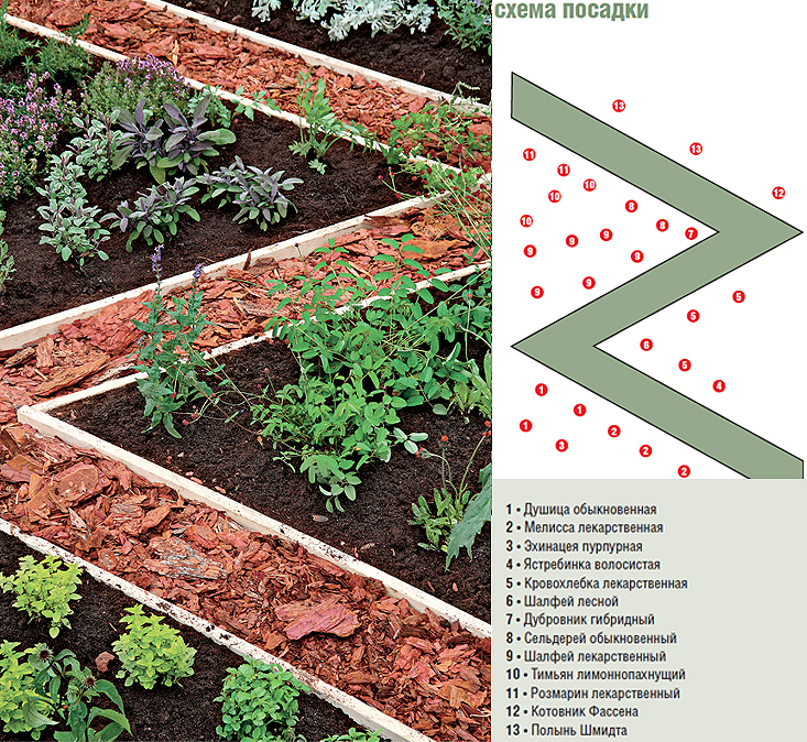 Что посадить на даче начинающему дачнику на грядке схема посадки