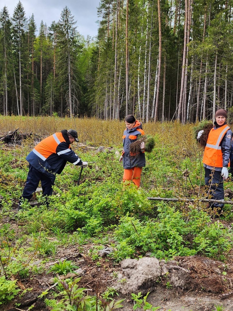 В Тверской области высадили около 10 тысяч хвойных деревьев