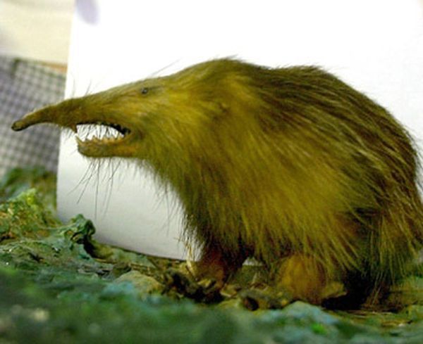 Алмикви (щелезуб) (Solenodon cubanus)