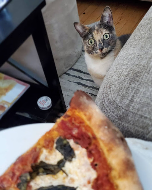 кошка просит еду