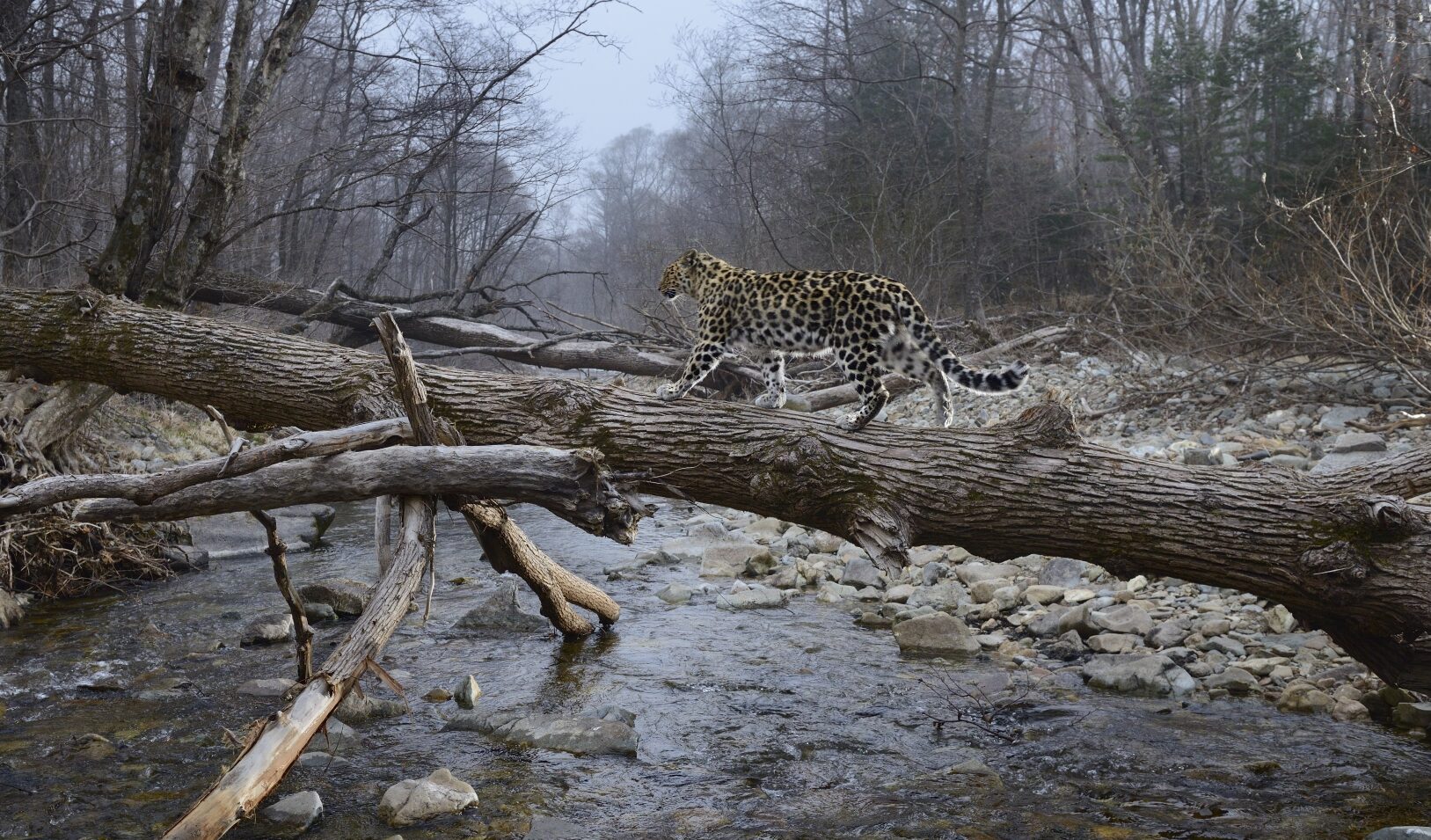 Парк леопардов