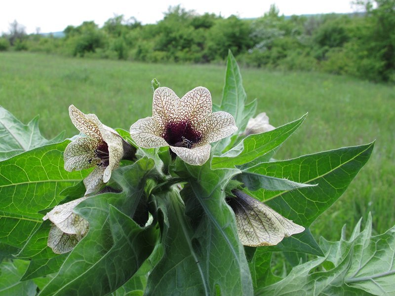 10 растений, которых следует опасаться 10 растений, которых следует опасаться полезные советы,растения,ядовитые растения