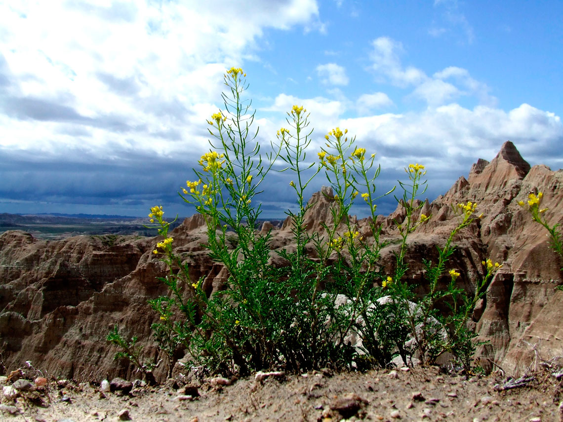 Desert Flower