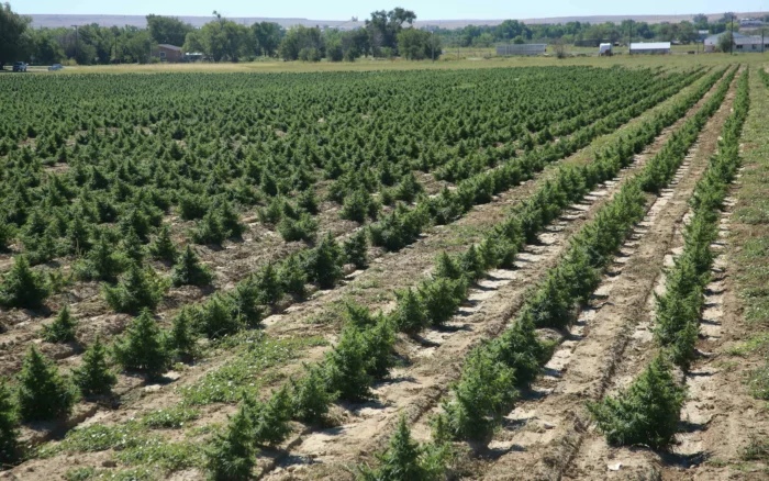 Росгвардия предложила взять под охрану посевы конопли и мака