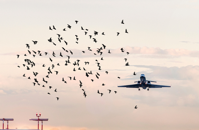 столкновение, самолет, птица
