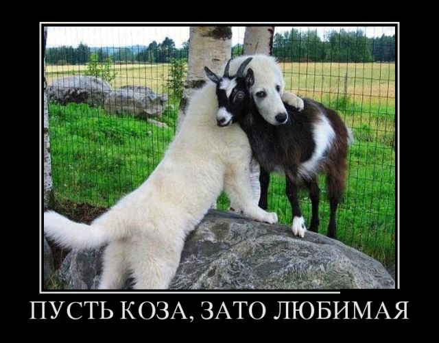Свежие и позитивные демотиваторы для веселья (11 фото)