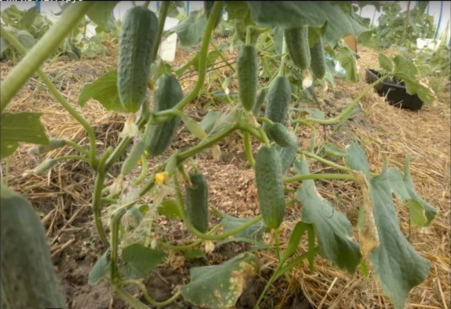 Бюджетная теплица из труб ПВХ бюджетная теплица