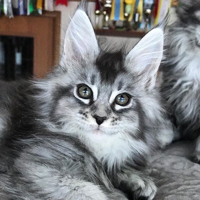 Очаровательные котята мейн-кун, которых вы просто должны увидеть Очаровательные котята мейн-кун, которых вы просто должны увидеть домашние животные