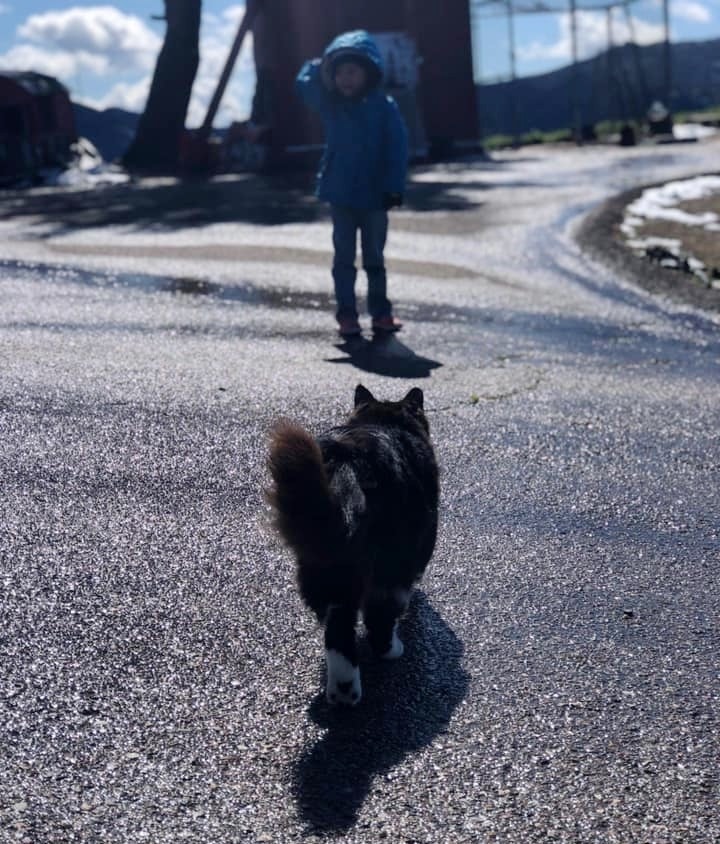 девочка гуляет с котом