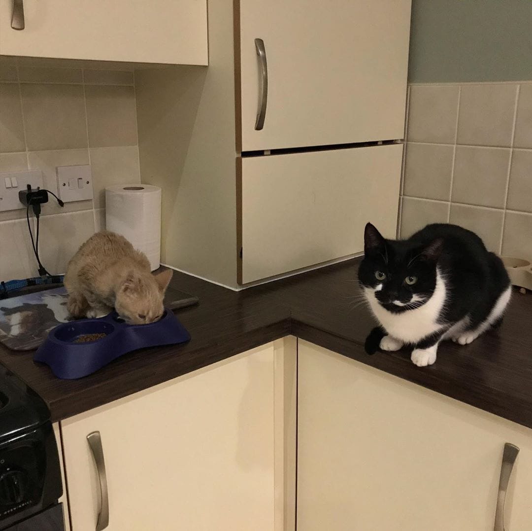 Котёнок Манчи никогда не вырастет и останется вечно молодым. Всё из-за редкой болезни, но он не унывает Котёнок Манчи никогда не вырастет и останется вечно молодым. Всё из-за редкой болезни, но он не унывает