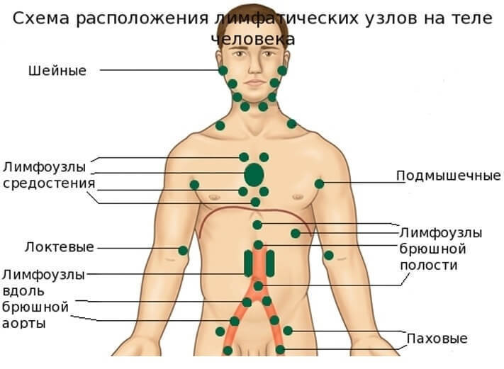 Лимфатическая система