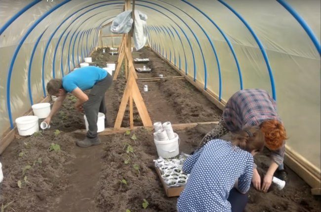 Бюджетная теплица из труб ПВХ бюджетная теплица