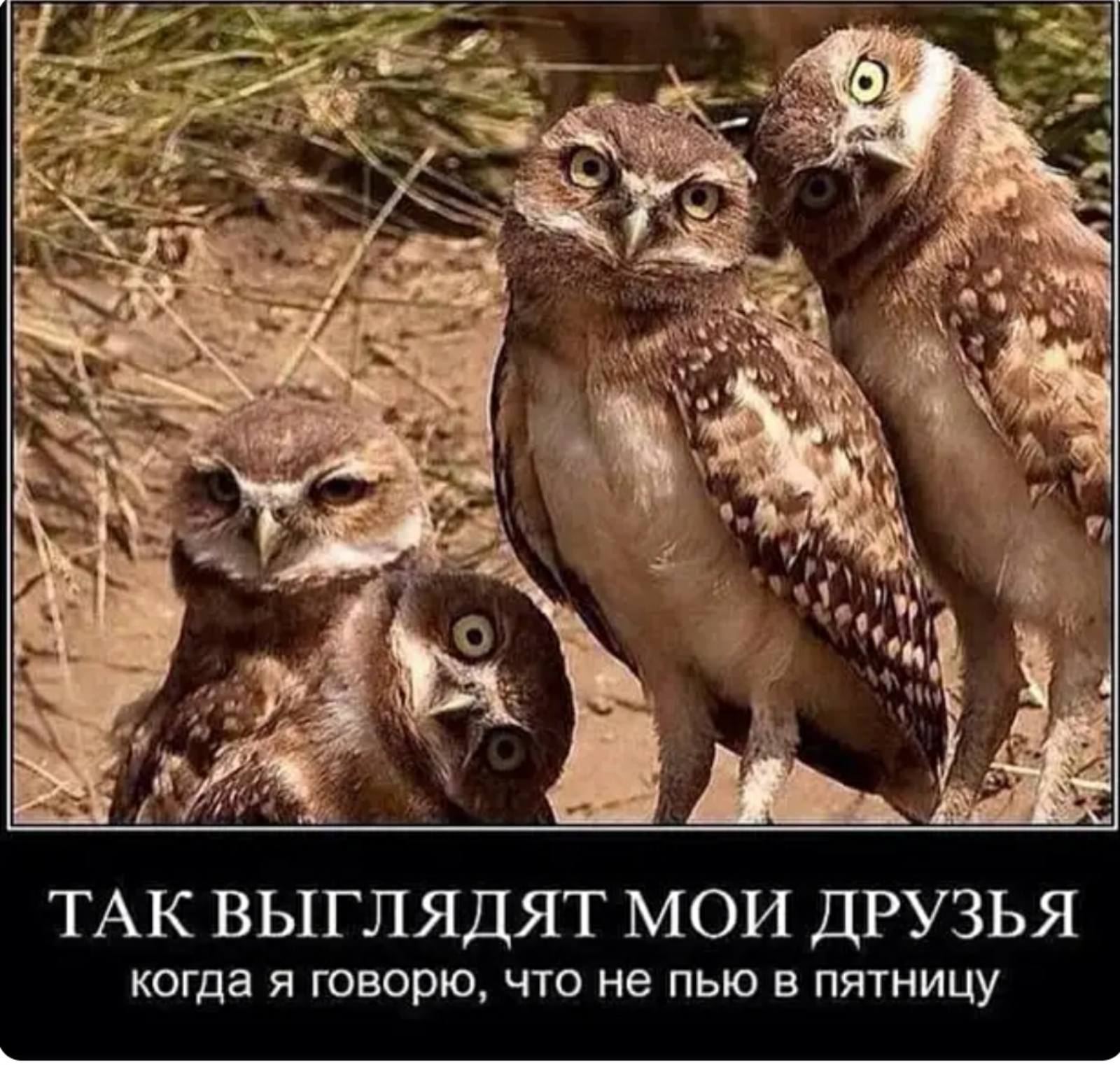 - Вовочка, твое сочинение про кошку дословно совпадает с сочинением твоего брата...