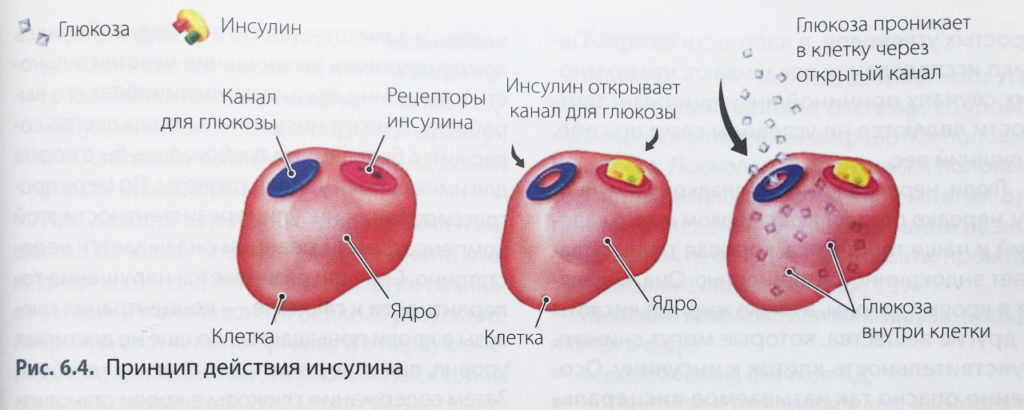 Мифы об инсулине: реабилитация важного гормона здоровье,инсулин,медицина