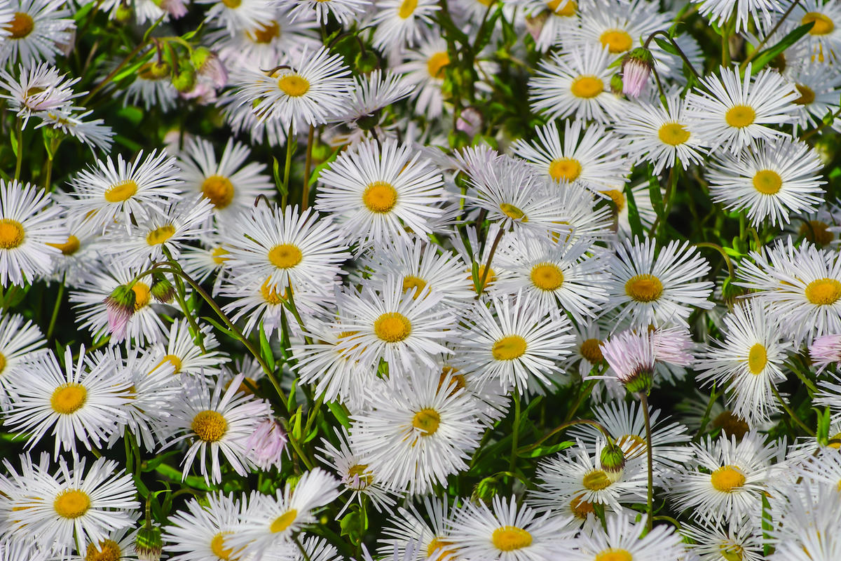 8 цветов, которые так похожи на ромашки White&039, цветков, лепестки, можно, сорта, растение, Растение, много, например, оттенков, имеют, &039Profusion, именно, могут, многолетнее, лепестками, выращивают, ромашки, которых, может