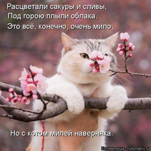 Новая котоматрица  