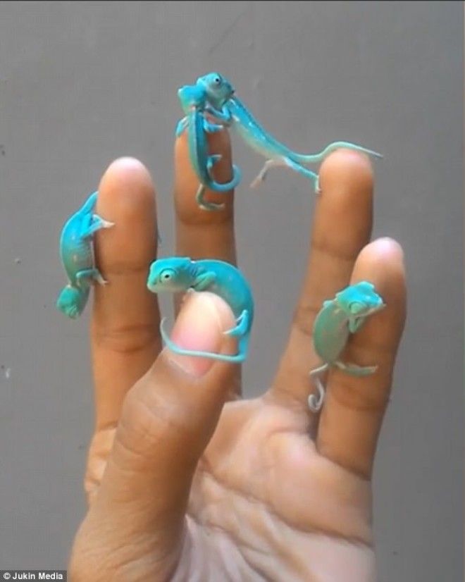 Пальцы хамелеона